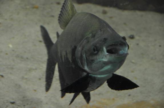 Tambaqui no aquário de um restaurante em Manaus - AM